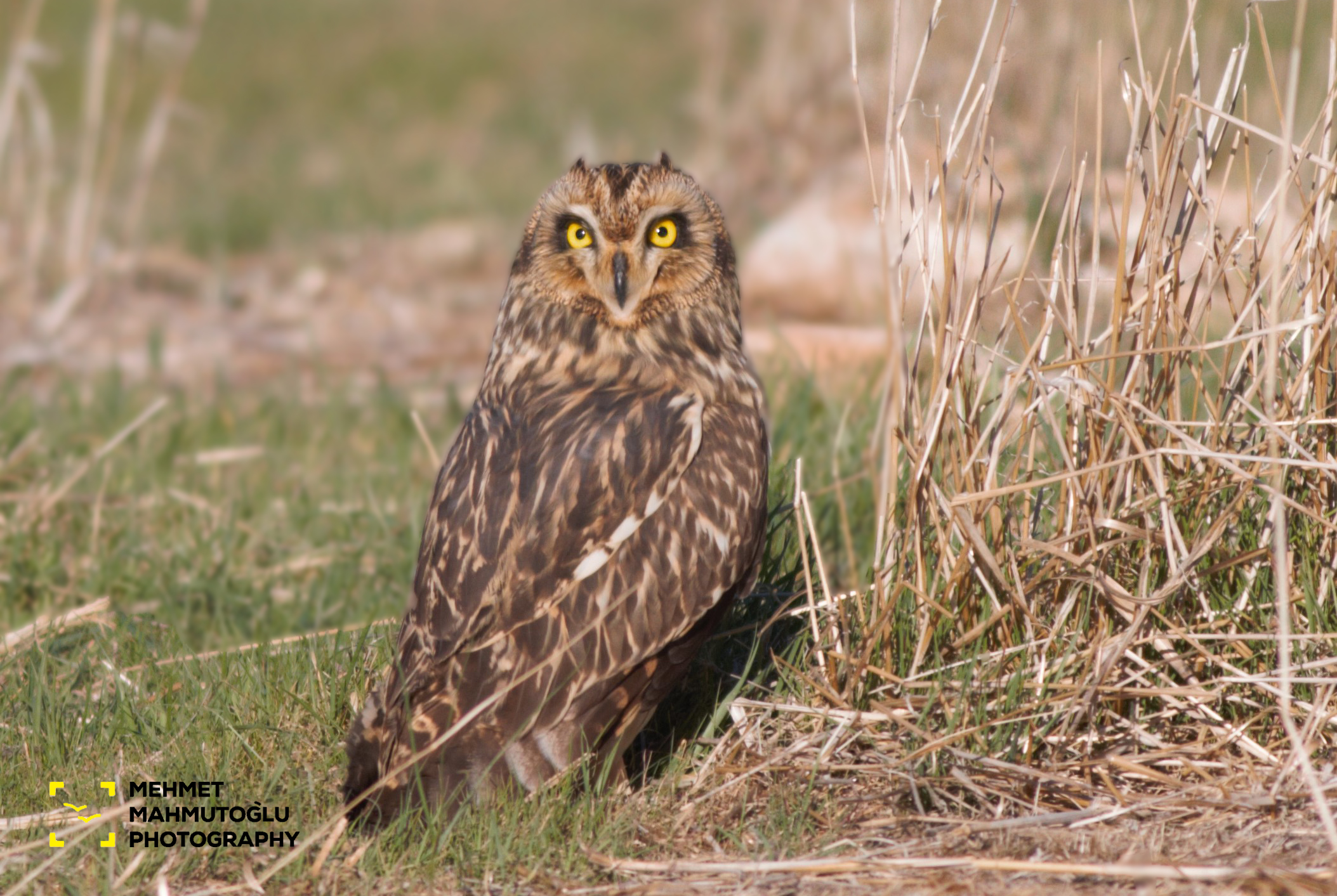 Short-eared Owl
